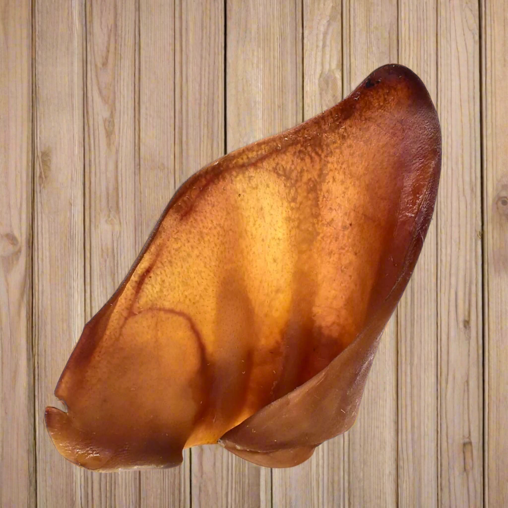 10 Premium Grade A Pigs Ears
