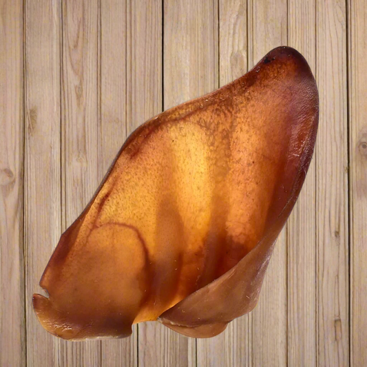 10 Premium Grade A Pigs Ears