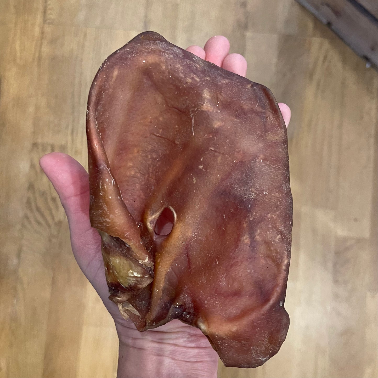 10 Premium Grade A Pigs Ears